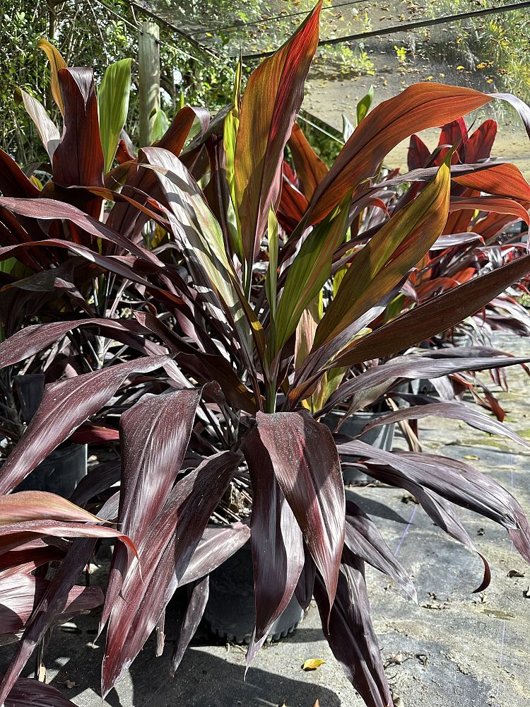 cordyline-fruticosa-auntie-lou-ti-plant-cordyline-terminalis-dracaena-terminalis