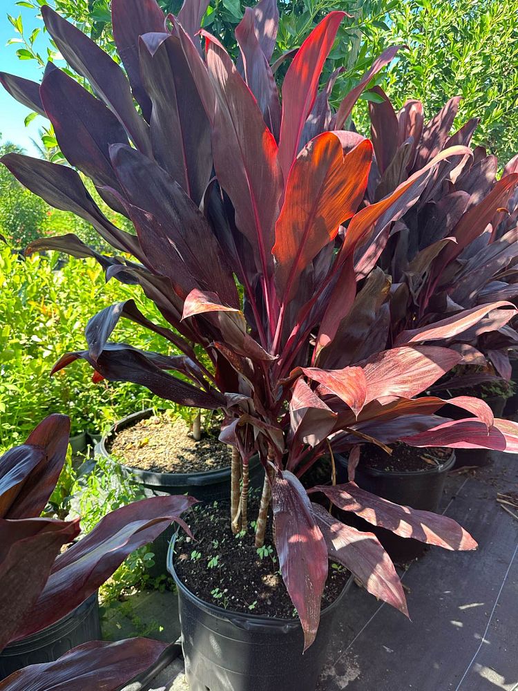 cordyline-fruticosa-auntie-lou-ti-plant-cordyline-terminalis-dracaena-terminalis