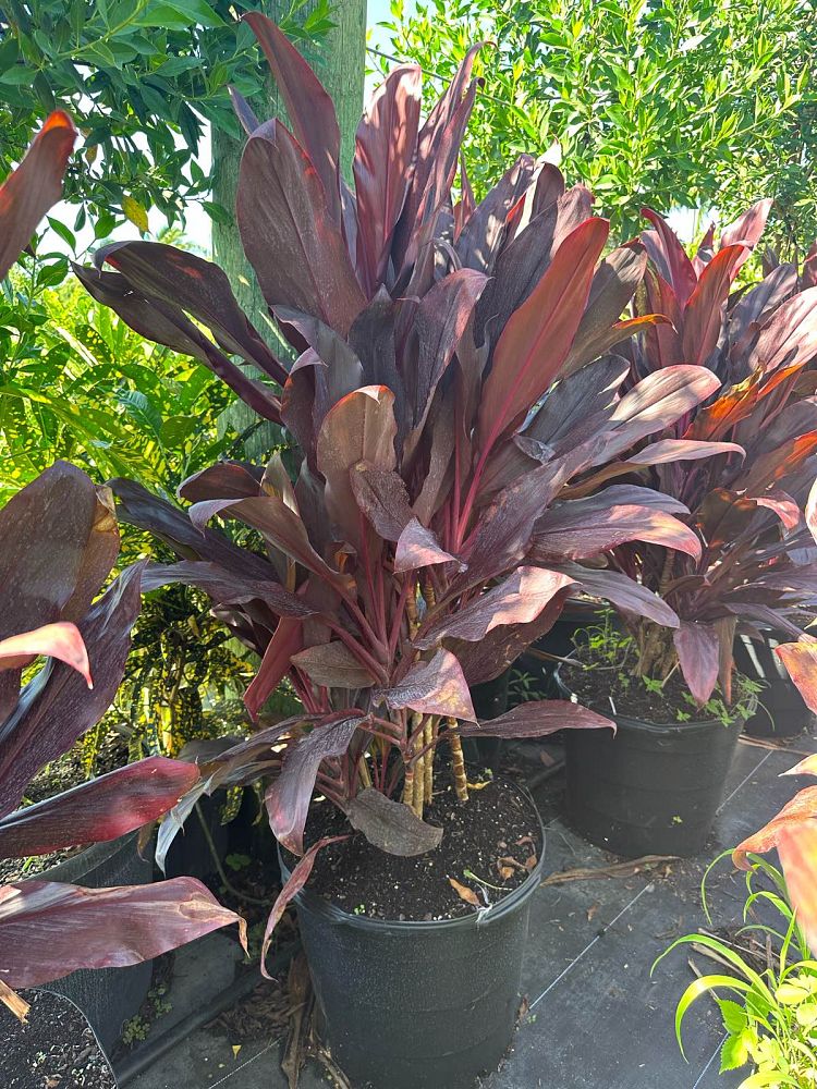 cordyline-fruticosa-auntie-lou-ti-plant-cordyline-terminalis-dracaena-terminalis