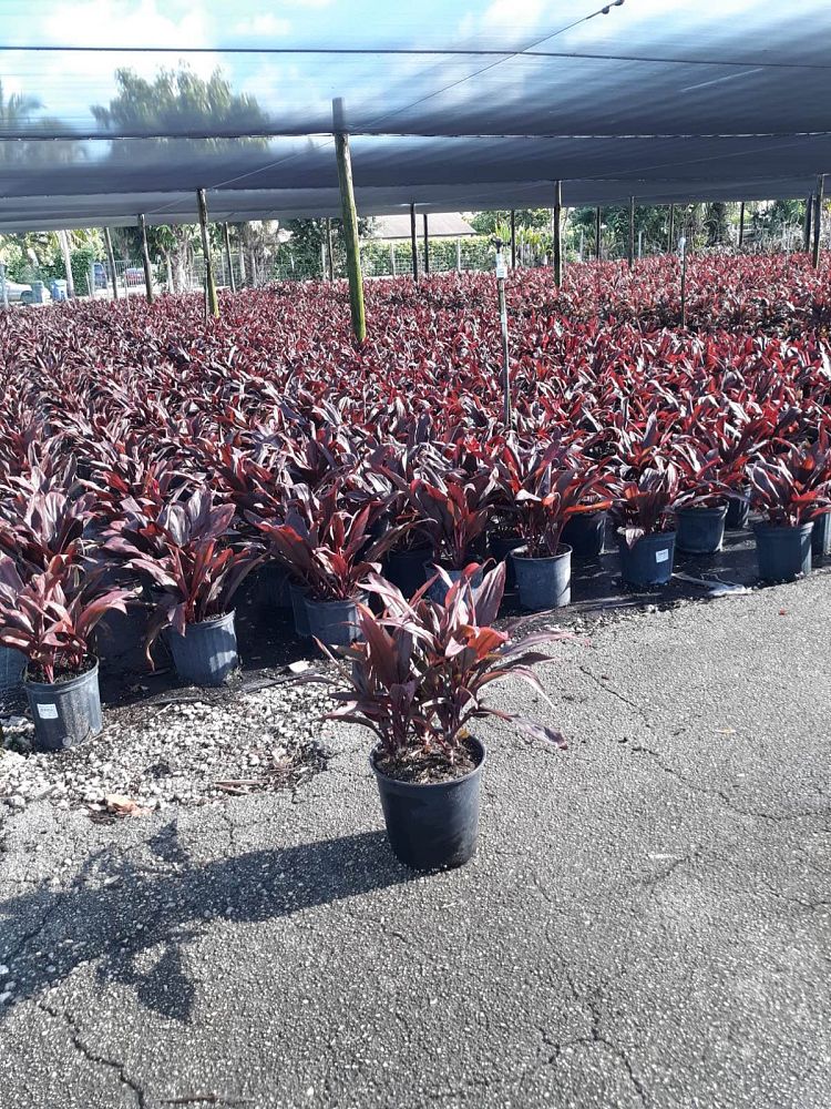 cordyline-fruticosa-auntie-lou-ti-plant-cordyline-terminalis-dracaena-terminalis