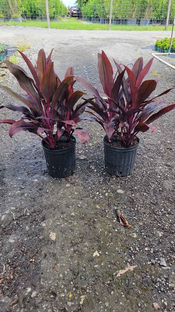 cordyline-fruticosa-auntie-lou-ti-plant-cordyline-terminalis-dracaena-terminalis