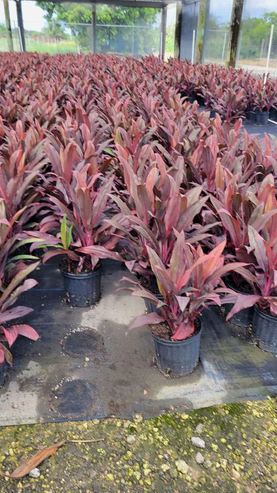 cordyline-fruticosa-auntie-lou-ti-plant-cordyline-terminalis-dracaena-terminalis