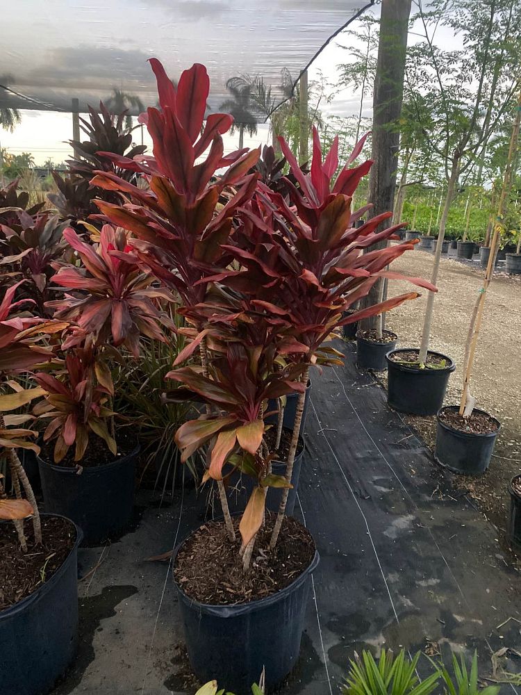 cordyline-fruticosa-auntie-lou-ti-plant-cordyline-terminalis-dracaena-terminalis