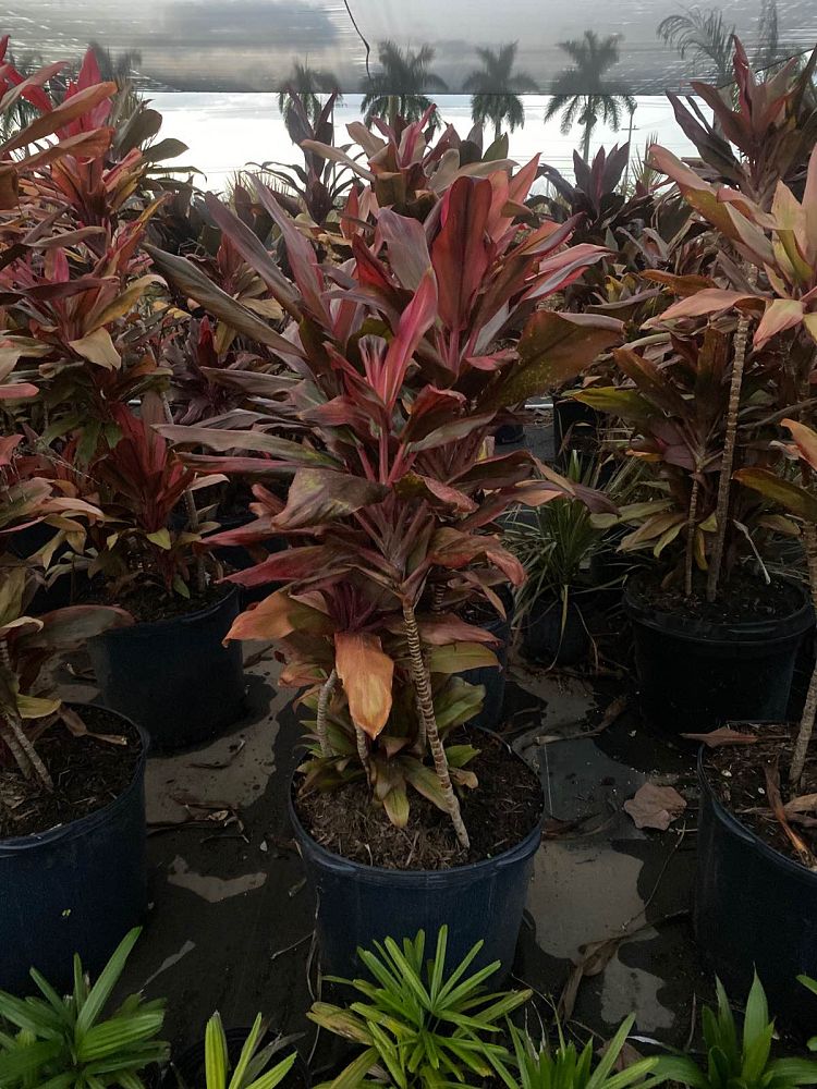cordyline-fruticosa-auntie-lou-ti-plant-cordyline-terminalis-dracaena-terminalis
