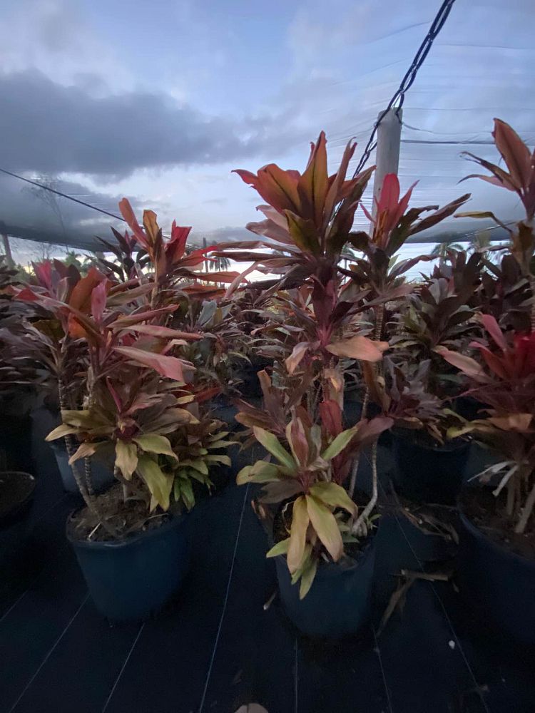 cordyline-fruticosa-auntie-lou-ti-plant-cordyline-terminalis-dracaena-terminalis