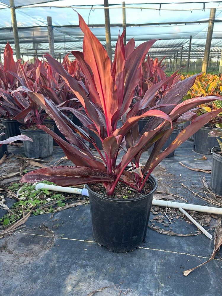 cordyline-fruticosa-auntie-lou-ti-plant-cordyline-terminalis-dracaena-terminalis