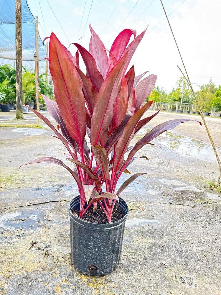 cordyline-fruticosa-auntie-lou-ti-plant-cordyline-terminalis-dracaena-terminalis
