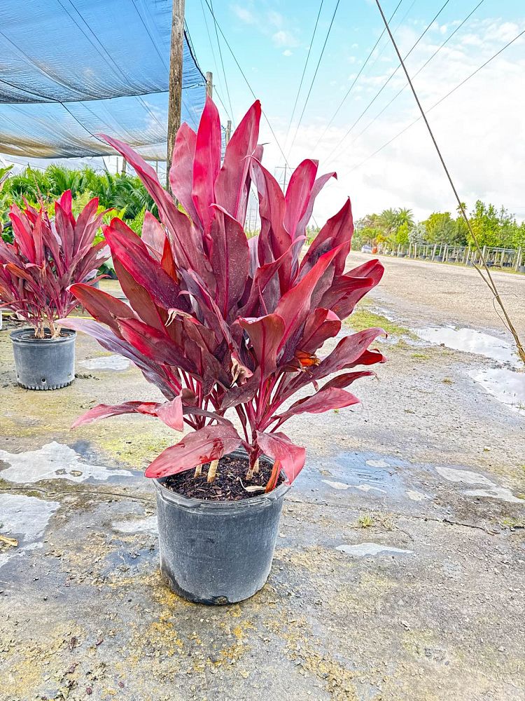 cordyline-fruticosa-auntie-lou-ti-plant-cordyline-terminalis-dracaena-terminalis