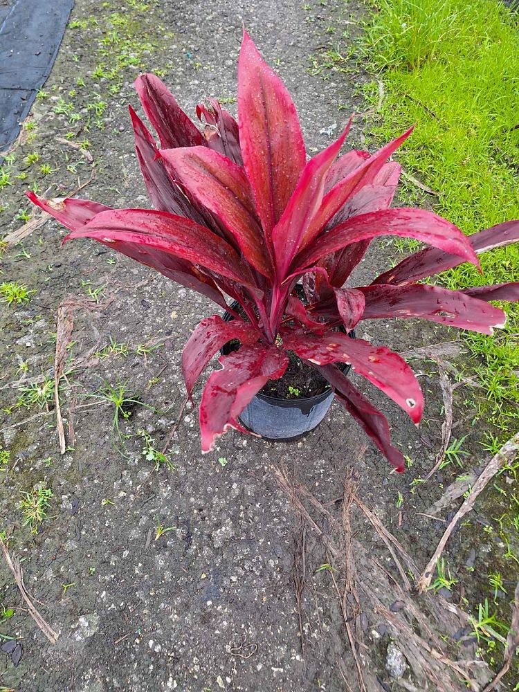 cordyline-fruticosa-auntie-lou-ti-plant-cordyline-terminalis-dracaena-terminalis