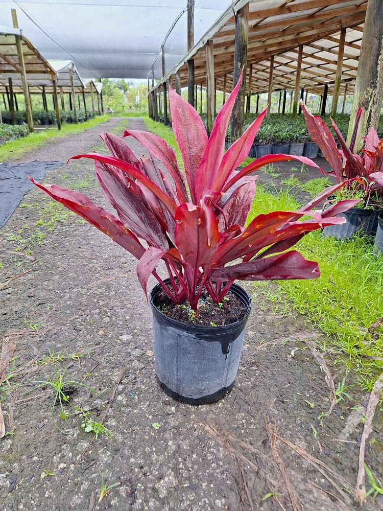 cordyline-fruticosa-auntie-lou-ti-plant-cordyline-terminalis-dracaena-terminalis