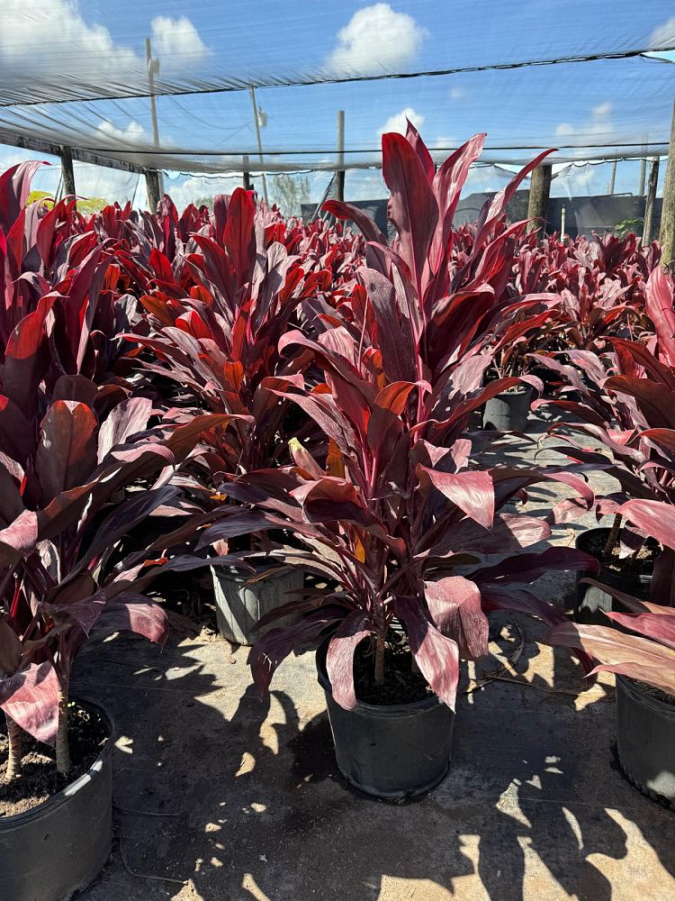 cordyline-fruticosa-auntie-lou-ti-plant-cordyline-terminalis-dracaena-terminalis