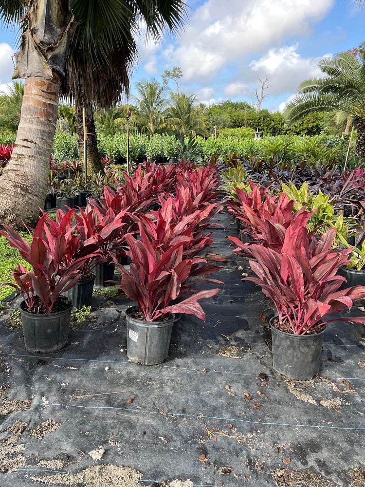 cordyline-fruticosa-auntie-lou-ti-plant-cordyline-terminalis-dracaena-terminalis