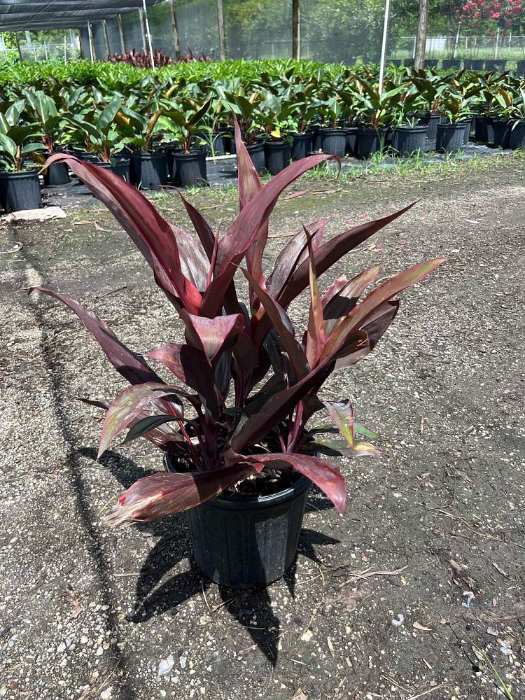 cordyline-fruticosa-auntie-lou-ti-plant-cordyline-terminalis-dracaena-terminalis