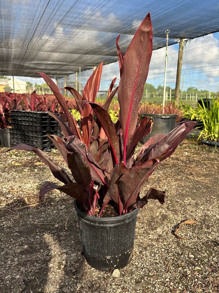 cordyline-fruticosa-auntie-lou-ti-plant-cordyline-terminalis-dracaena-terminalis