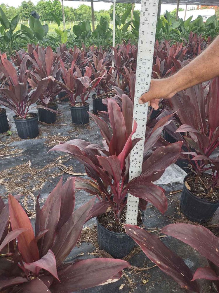 cordyline-fruticosa-auntie-lou-ti-plant-cordyline-terminalis-dracaena-terminalis