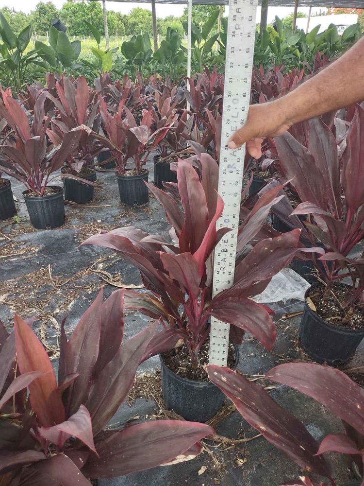 cordyline-fruticosa-auntie-lou-ti-plant-cordyline-terminalis-dracaena-terminalis