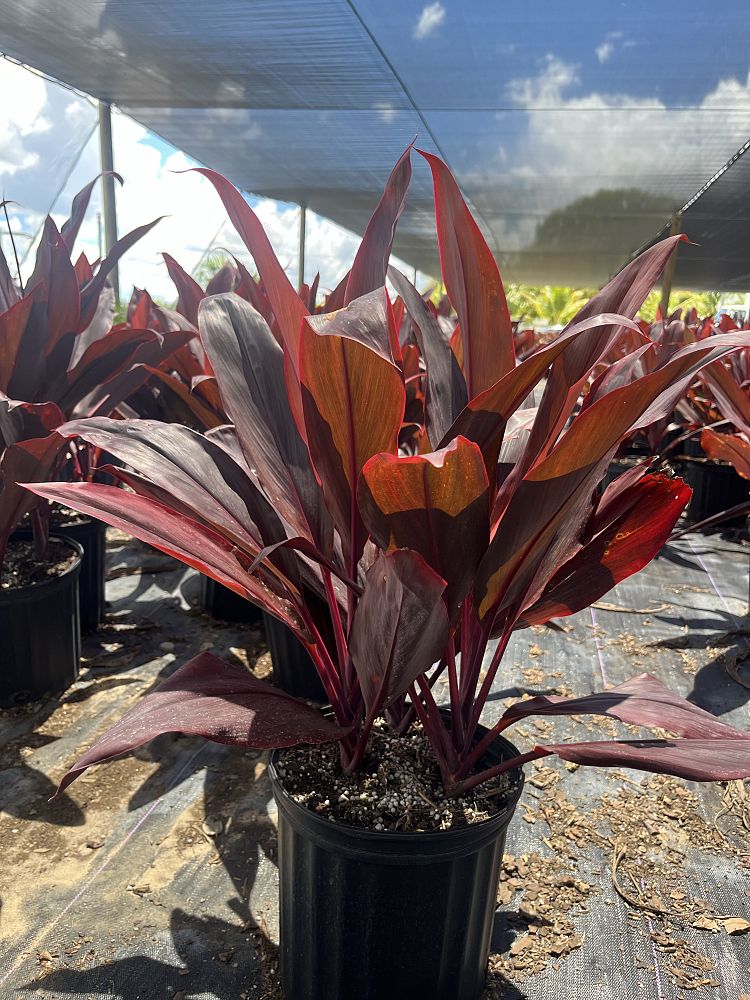 cordyline-fruticosa-auntie-lou-ti-plant-cordyline-terminalis-dracaena-terminalis