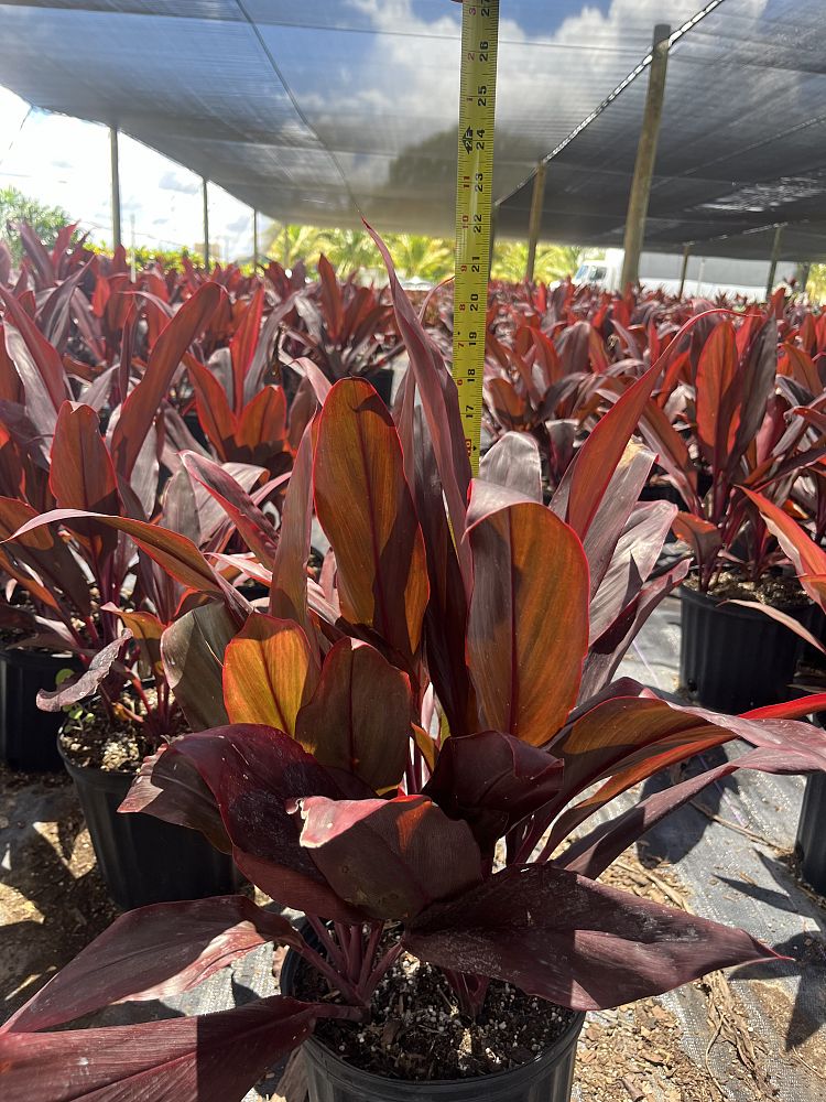 cordyline-fruticosa-auntie-lou-ti-plant-cordyline-terminalis-dracaena-terminalis