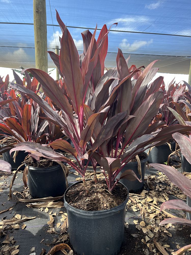 cordyline-fruticosa-auntie-lou-ti-plant-cordyline-terminalis-dracaena-terminalis