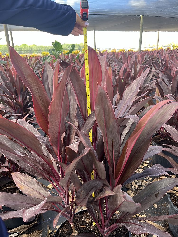 cordyline-fruticosa-auntie-lou-ti-plant-cordyline-terminalis-dracaena-terminalis