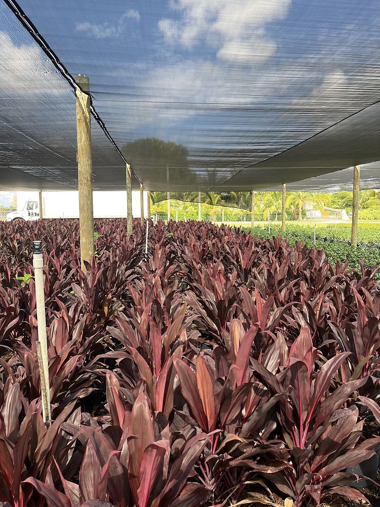 cordyline-fruticosa-auntie-lou-ti-plant-cordyline-terminalis-dracaena-terminalis