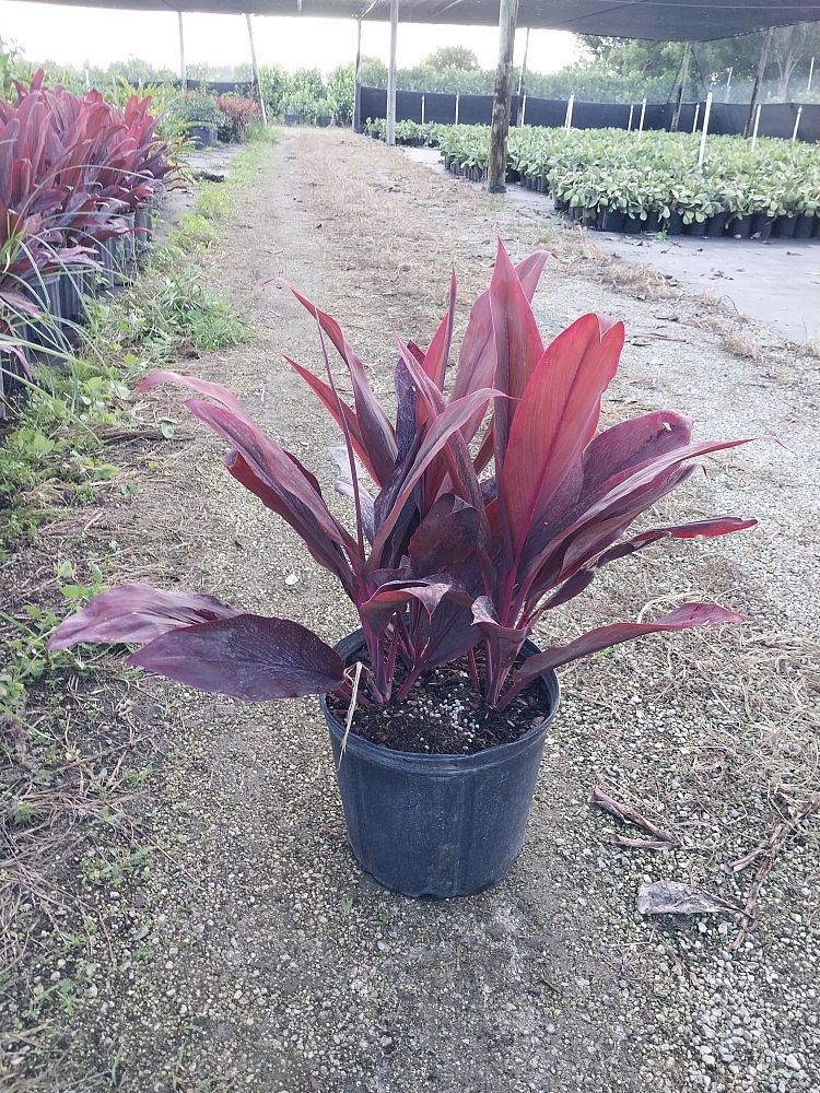 cordyline-fruticosa-auntie-lou-ti-plant-cordyline-terminalis-dracaena-terminalis