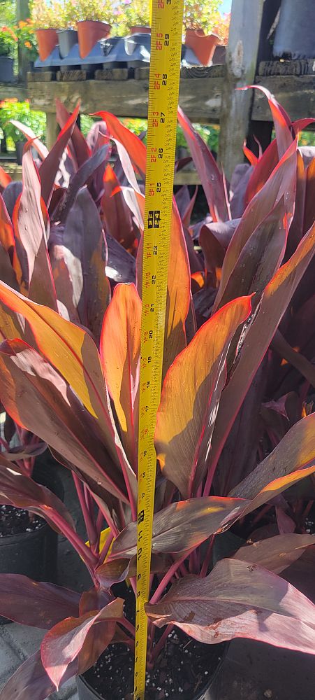 cordyline-fruticosa-auntie-lou-ti-plant-cordyline-terminalis-dracaena-terminalis