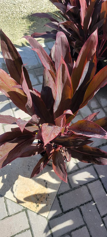 cordyline-fruticosa-auntie-lou-ti-plant-cordyline-terminalis-dracaena-terminalis