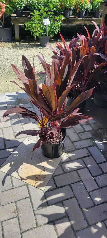 cordyline-fruticosa-auntie-lou-ti-plant-cordyline-terminalis-dracaena-terminalis