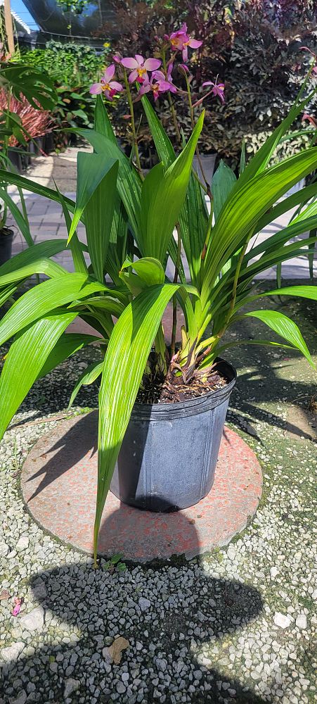 cordyline-fruticosa-auntie-lou-ti-plant-cordyline-terminalis-dracaena-terminalis
