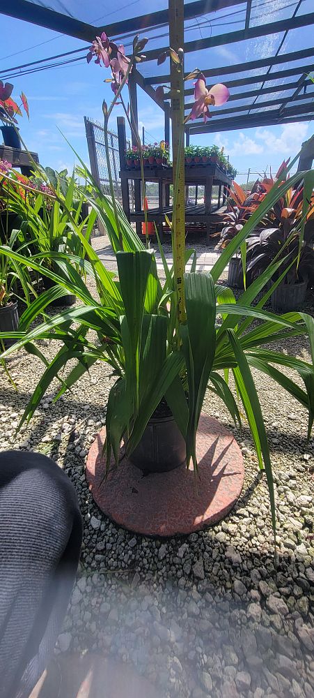 cordyline-fruticosa-auntie-lou-ti-plant-cordyline-terminalis-dracaena-terminalis