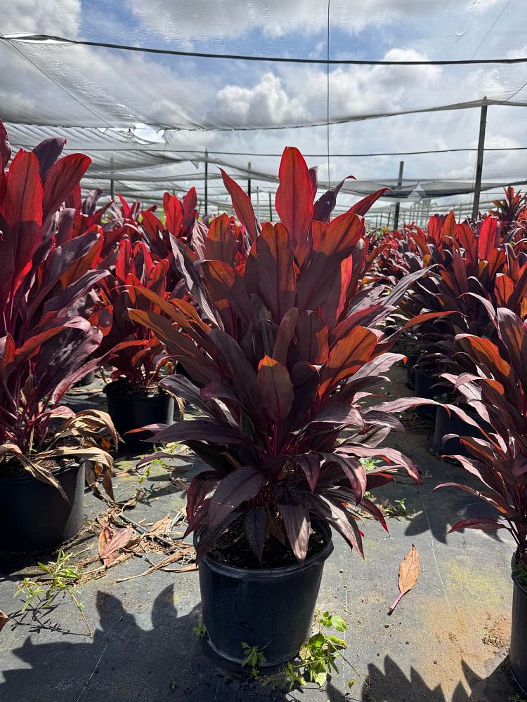 cordyline-fruticosa-auntie-lou-ti-plant-cordyline-terminalis-dracaena-terminalis