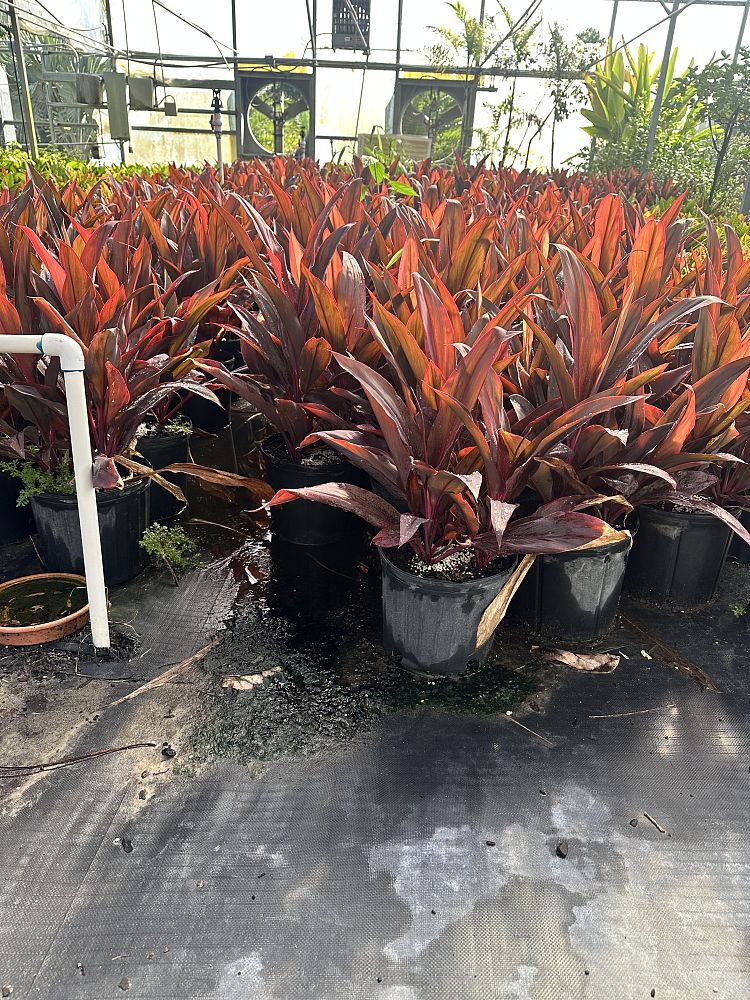 cordyline-fruticosa-auntie-lou-ti-plant-cordyline-terminalis-dracaena-terminalis