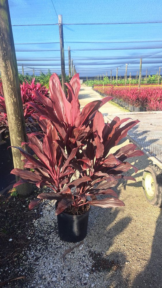 cordyline-fruticosa-auntie-lou-ti-plant-cordyline-terminalis-dracaena-terminalis