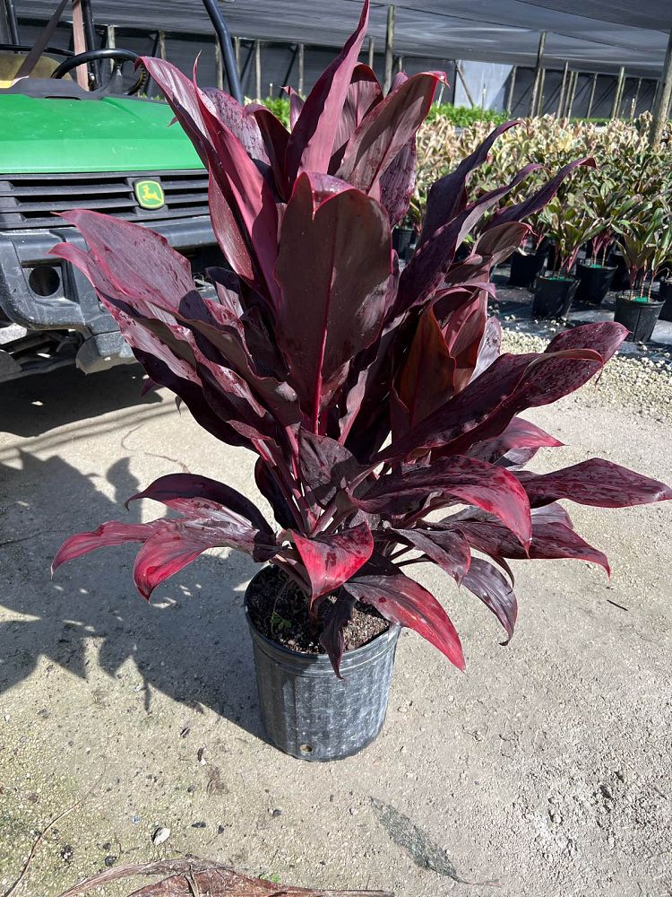cordyline-fruticosa-auntie-lou-ti-plant-cordyline-terminalis-dracaena-terminalis