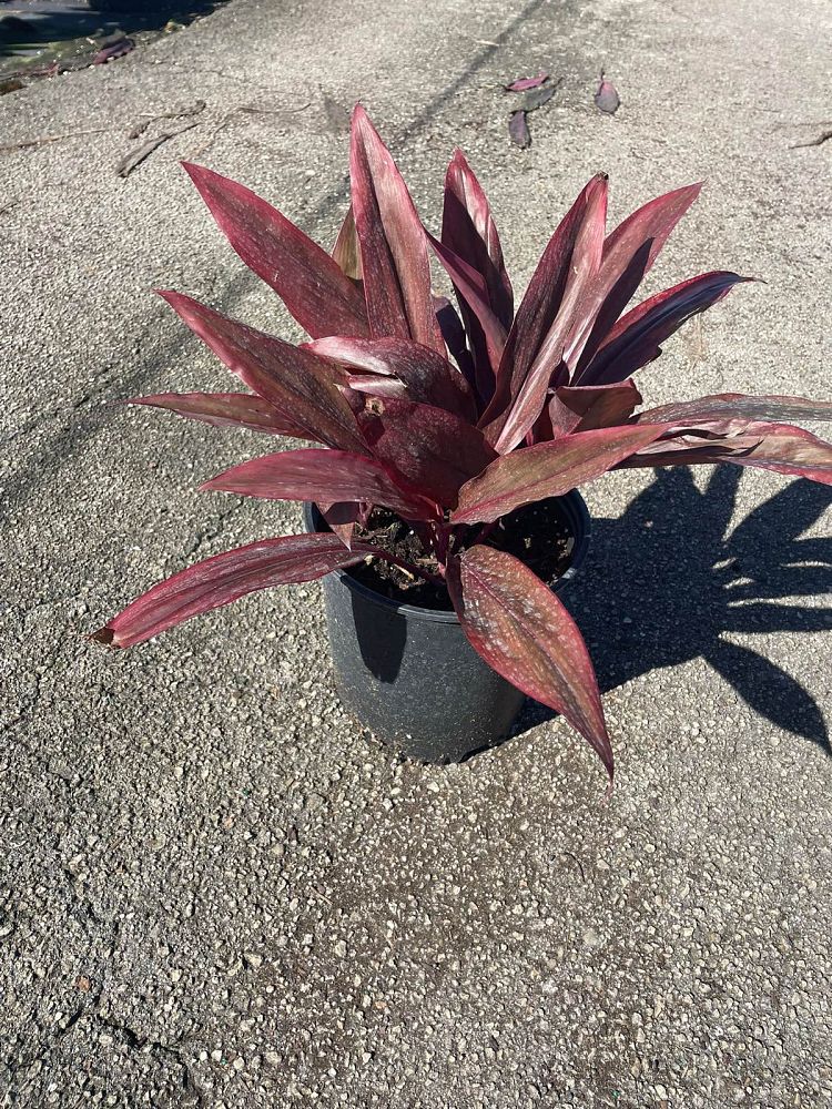 cordyline-fruticosa-auntie-lou-ti-plant-cordyline-terminalis-dracaena-terminalis
