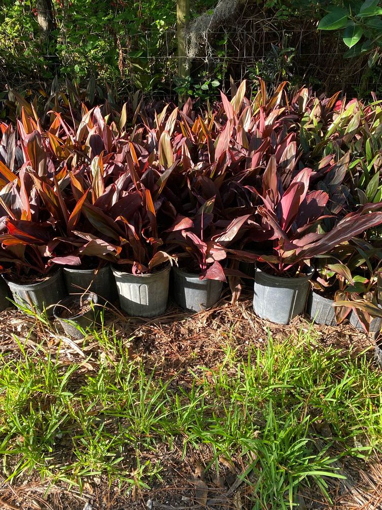 cordyline-fruticosa-auntie-lou-ti-plant-cordyline-terminalis-dracaena-terminalis