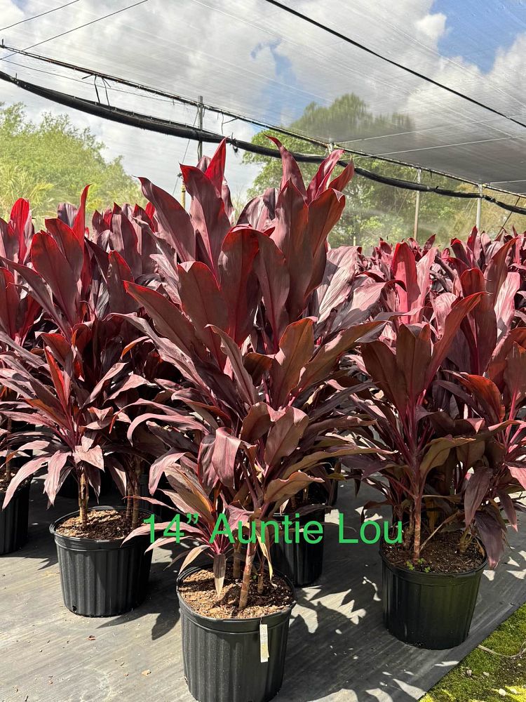 cordyline-fruticosa-auntie-lou-ti-plant-cordyline-terminalis-dracaena-terminalis