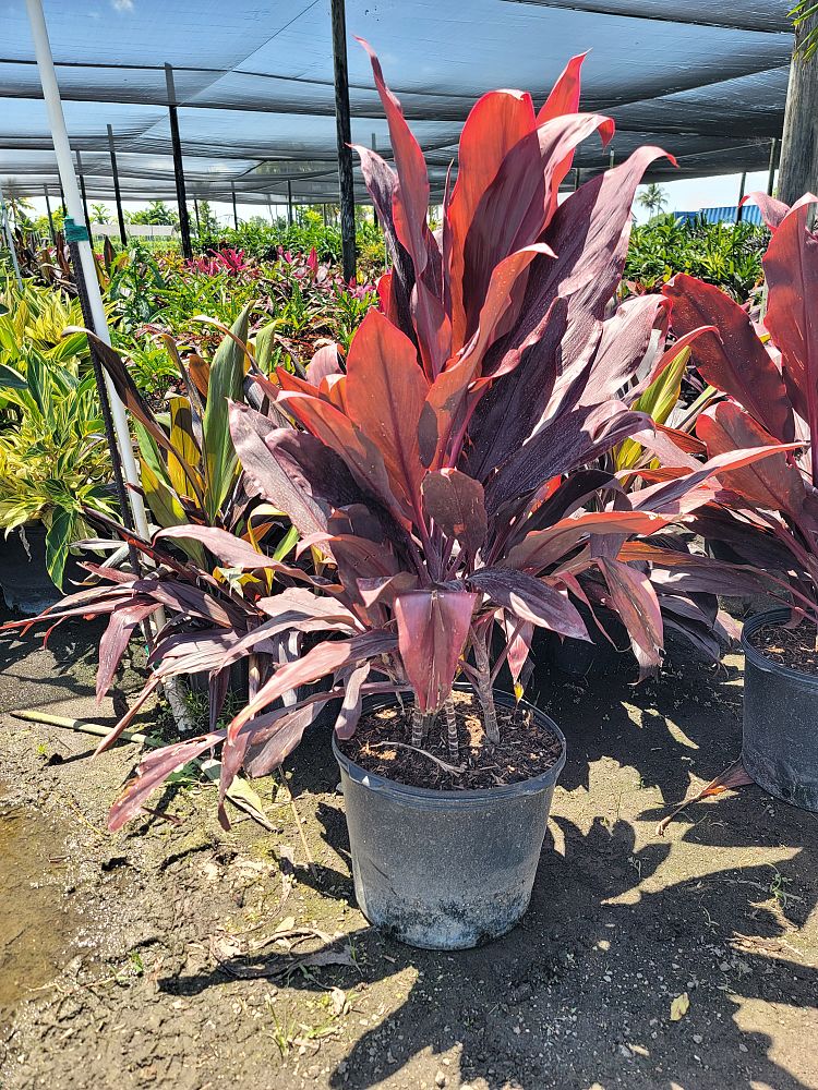 cordyline-fruticosa-auntie-lou-ti-plant-cordyline-terminalis-dracaena-terminalis