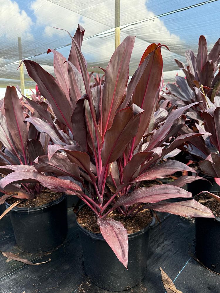 cordyline-fruticosa-auntie-lou-ti-plant-cordyline-terminalis-dracaena-terminalis