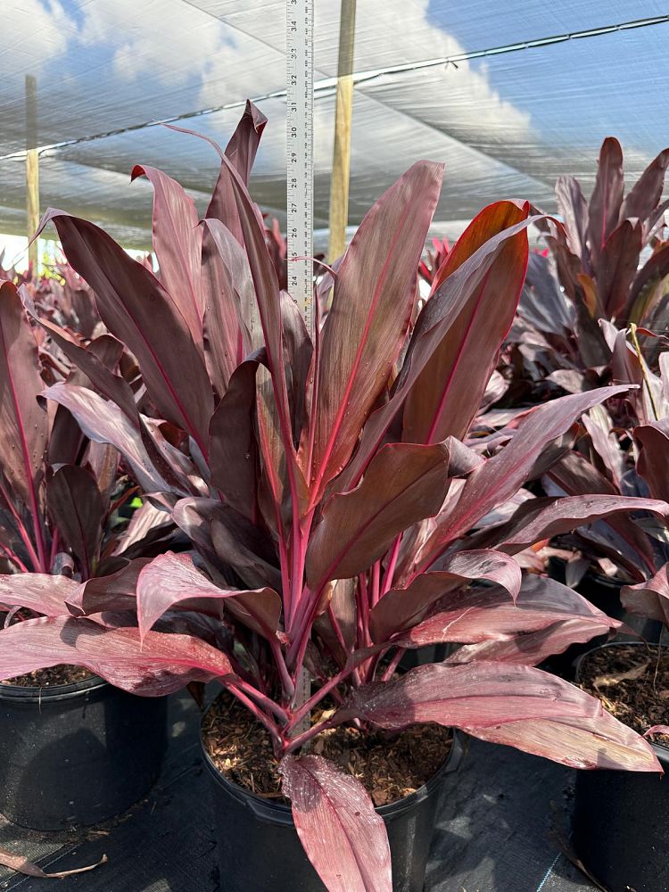 cordyline-fruticosa-auntie-lou-ti-plant-cordyline-terminalis-dracaena-terminalis