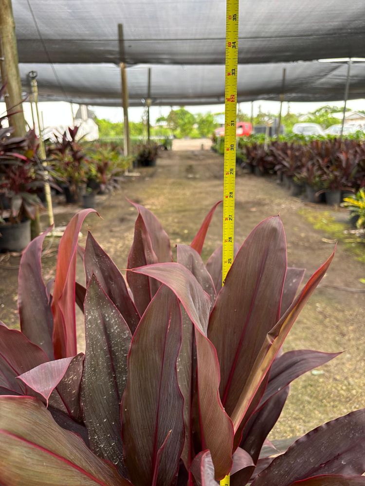 cordyline-fruticosa-auntie-lou-ti-plant-cordyline-terminalis-dracaena-terminalis