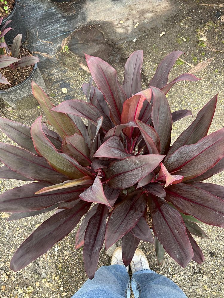 cordyline-fruticosa-auntie-lou-ti-plant-cordyline-terminalis-dracaena-terminalis