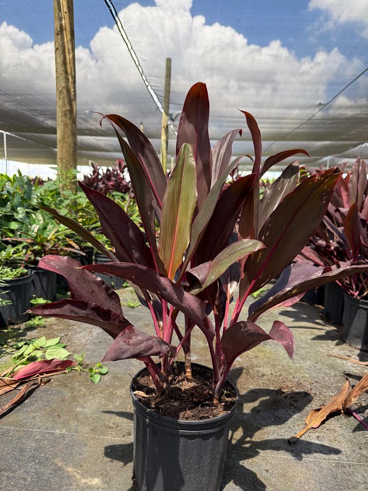 cordyline-fruticosa-auntie-lou-ti-plant-cordyline-terminalis-dracaena-terminalis