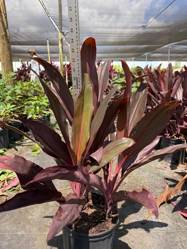 cordyline-fruticosa-auntie-lou-ti-plant-cordyline-terminalis-dracaena-terminalis