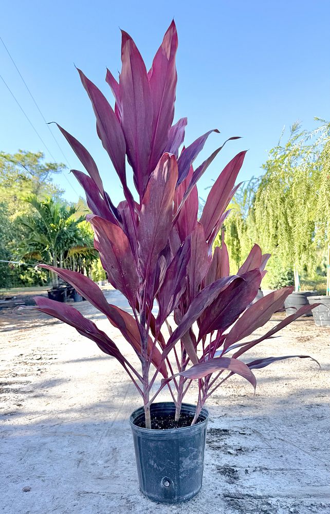 cordyline-fruticosa-auntie-lou-ti-plant-cordyline-terminalis-dracaena-terminalis