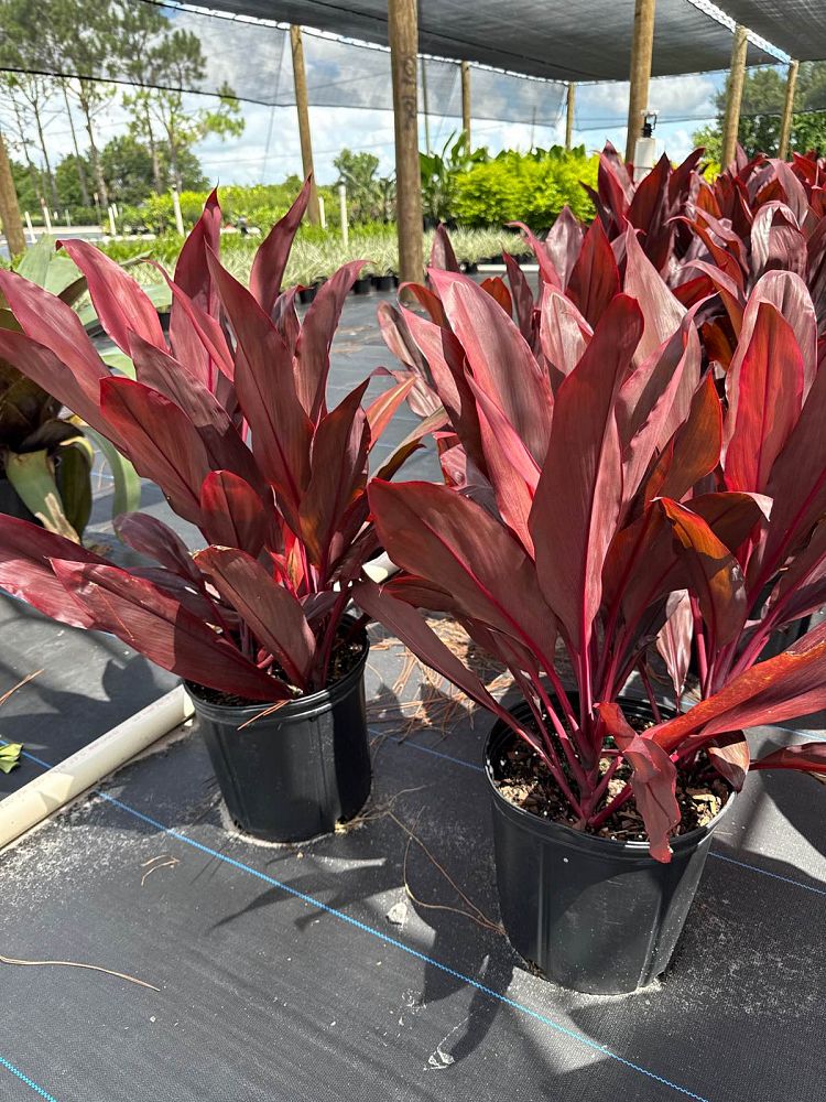 cordyline-fruticosa-auntie-lou-ti-plant-cordyline-terminalis-dracaena-terminalis