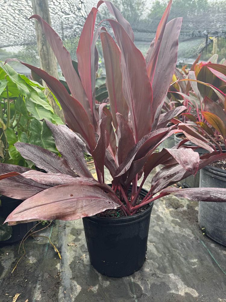 cordyline-fruticosa-auntie-lou-ti-plant-cordyline-terminalis-dracaena-terminalis