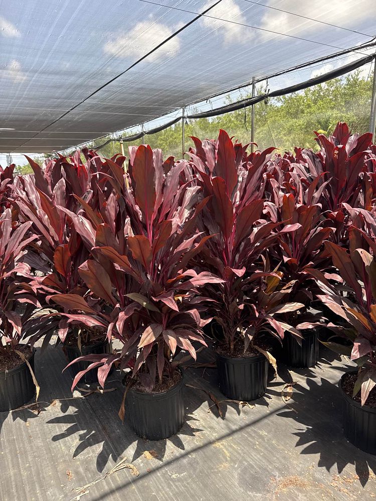 cordyline-fruticosa-auntie-lou-ti-plant-cordyline-terminalis-dracaena-terminalis