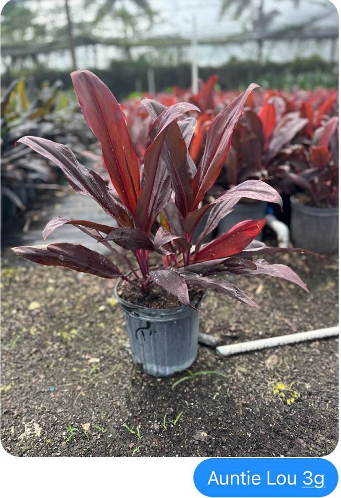 cordyline-fruticosa-auntie-lou-ti-plant-cordyline-terminalis-dracaena-terminalis